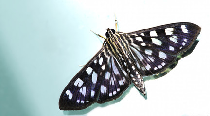 Butterfly at night, Moth in thailand that can be found in the rainy., The small moth perched on wall, Beautiful wing,