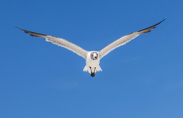 seagull on blue sky background