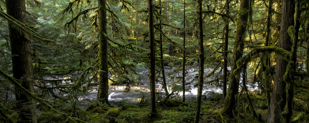 Fototapeta premium Dungeness River Panorama below Gold Creek, Olympic National Forest
