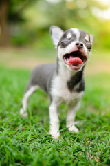Fototapeta premium Chihuahua Standing on Grass Lawn and yawning