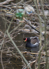 Камышкница