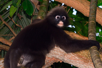 Dusky leaf monkey, Penang, Malaysia