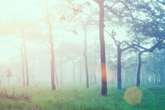 Soft focus of fresh sunrise in forest with sun flare. Vintage fi