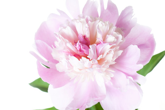 Floral wallpaper. Beautiful pink peony flower 
