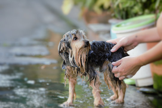 A dog that has been bathing
