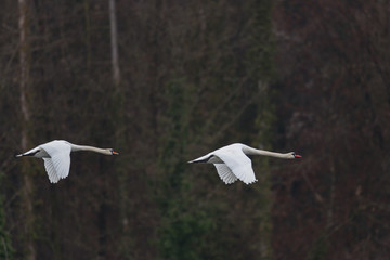 Two mute swans (cygnus olor)