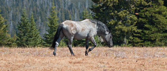 Wild Horse Blue Roan colored Band Stallion in the high mountains of the western USA.