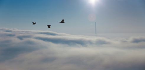 Bright sun over the dense clouds/fog above the ground. Industrial pipes, sticking out. 
Flock of birds flying over.