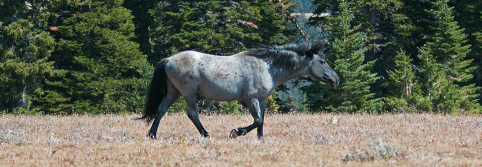 Wild Horse Blue Roan colored Band Stallion in the Pryor Mountains Wild Horse Range in Montana –...