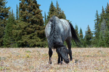 Blue Roan Wild Horse Band Stallion in the Pryor Mountains Wild Horse Range in Montana – Wyoming USA.
