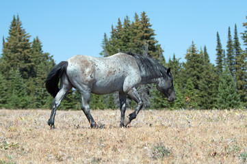Wild Horse Blue Roan colored Band Stallion walking in the mountains of the western United States