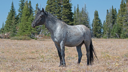Wild Horse Blue Roan Band Stallion in the Pryor Mountains in Montana – Wyoming US of A.