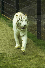 beautiful white tiger, wild animal
