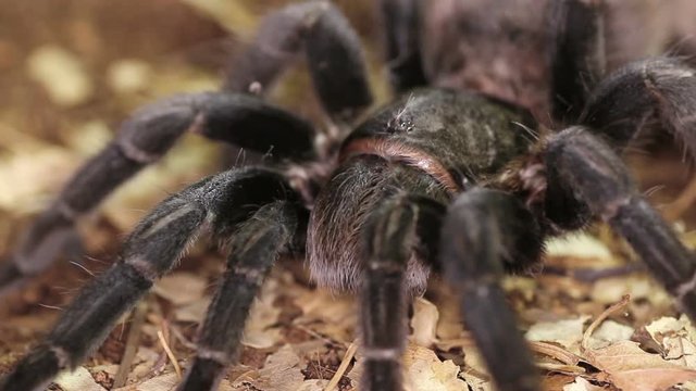 Brazilian black tarantula (Grammostola pulchra)

