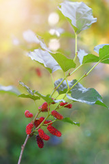 Mulberries at sunrise