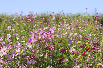 Obraz premium Stock Photo:.Pink and red cosmos flowers garden, soft focus
