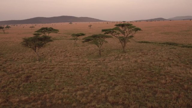 AERIAL: Beautiful African savannah landscape dotted with acacia trees at sunset