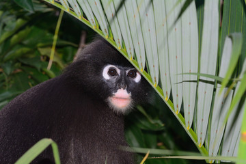 Dusky leaf monkey, Penang, Malaysia