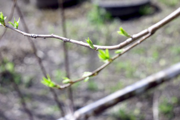 First small green leaves on the tree in the spring