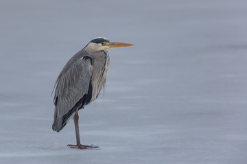 Portrait of grey heron (Ardea cinerea)
