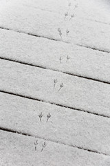 Obraz premium bird traces in fresh snow