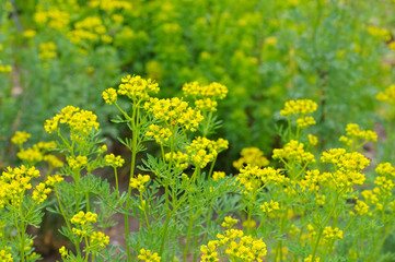 Obraz premium Weinraute, Ruta graveolens - Common Rue, Ruta graveolens a herbal plant