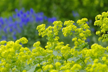 Obraz premium Weicher Frauenmantel, Alchemilla mollis - the plant ladys-mantle, Alchemilla mollis