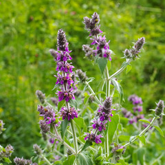 Stachys persica, ein Ziest - Stachys persica, aa ornamental plant lambs ears