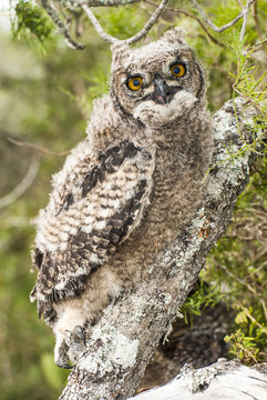 Spotted Eagle Owl chick
