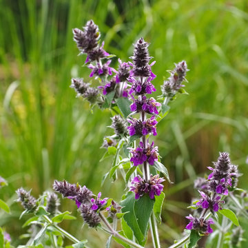 Stachys persica, ein Ziest - Stachys persica, aa ornamental plant lambs ears