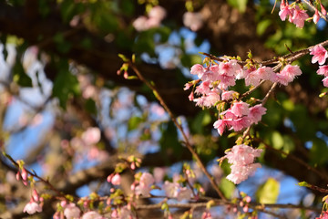 桜_3