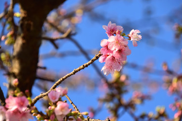 桜_2