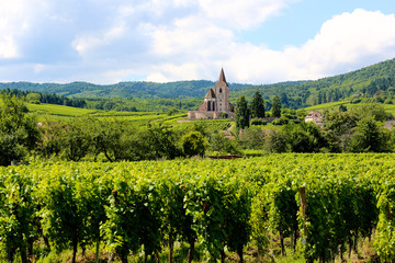 Fototapeta na wymiar Vineyards around Hunawir, a small village in the heart of the Alsace Wine Route, France