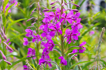 Schmalblättriges Weidenröschen, Epilobium angustifolium - rosebay willowherb, Epilobium angustifolium