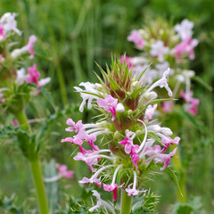 Langblättrige Kardendistel, Morina longifolia - Morina longifolia, a wildflower