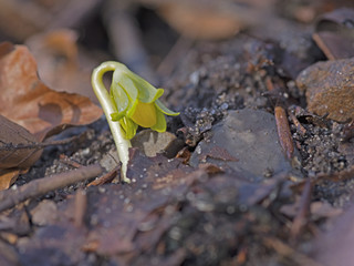 Winter Aconite