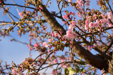 桜_5