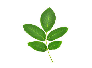 Obraz premium Green walnut leaves