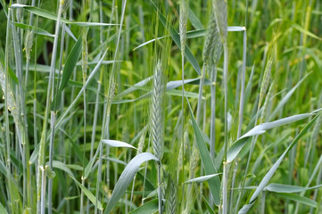 Triticale Ähren  - Triticale crop in green