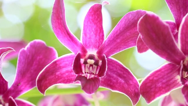 Dendrobium sonia orchid flower in white-purple over the blur out greenery background.beautiful orchid flower in the garden.Thailand
