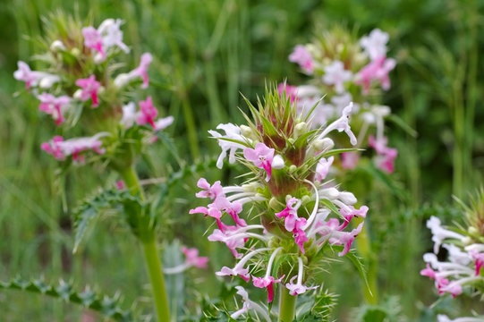 Langbl&auml;ttrige Kardendistel, Morina longifolia - Morina longifolia, a wildflower