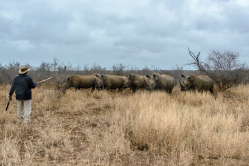 Fototapeta premium Local tourist guide in front of a herd of white rhinoceros in Hlane Royal National Park, Swaziland