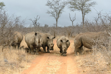 Fototapeta premium White rhinoceros in Hlane Royal National Park, Swaziland