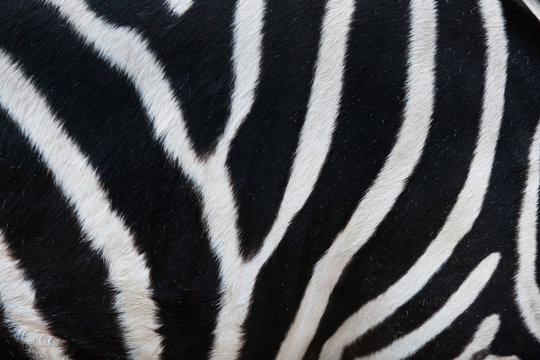 Close-up of stripes on zebra fur