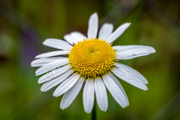 Fototapeta premium The daisy