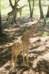 Obraz premium Giraffe South Africa