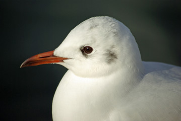 Tête de mouette aux premiers rayons du soleil