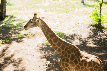 Giraffe South Africa