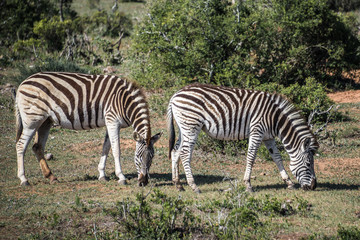 Fototapeta na wymiar Herd of zebras in Addo Elephant National Park, South Africa