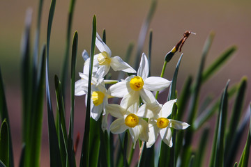 White Flowers